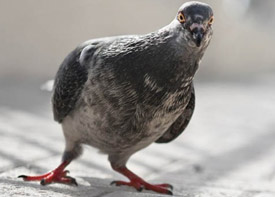 Solutions pour éloigner les pigeons à Aulnay sous Bois en Seine Saint Denis 93