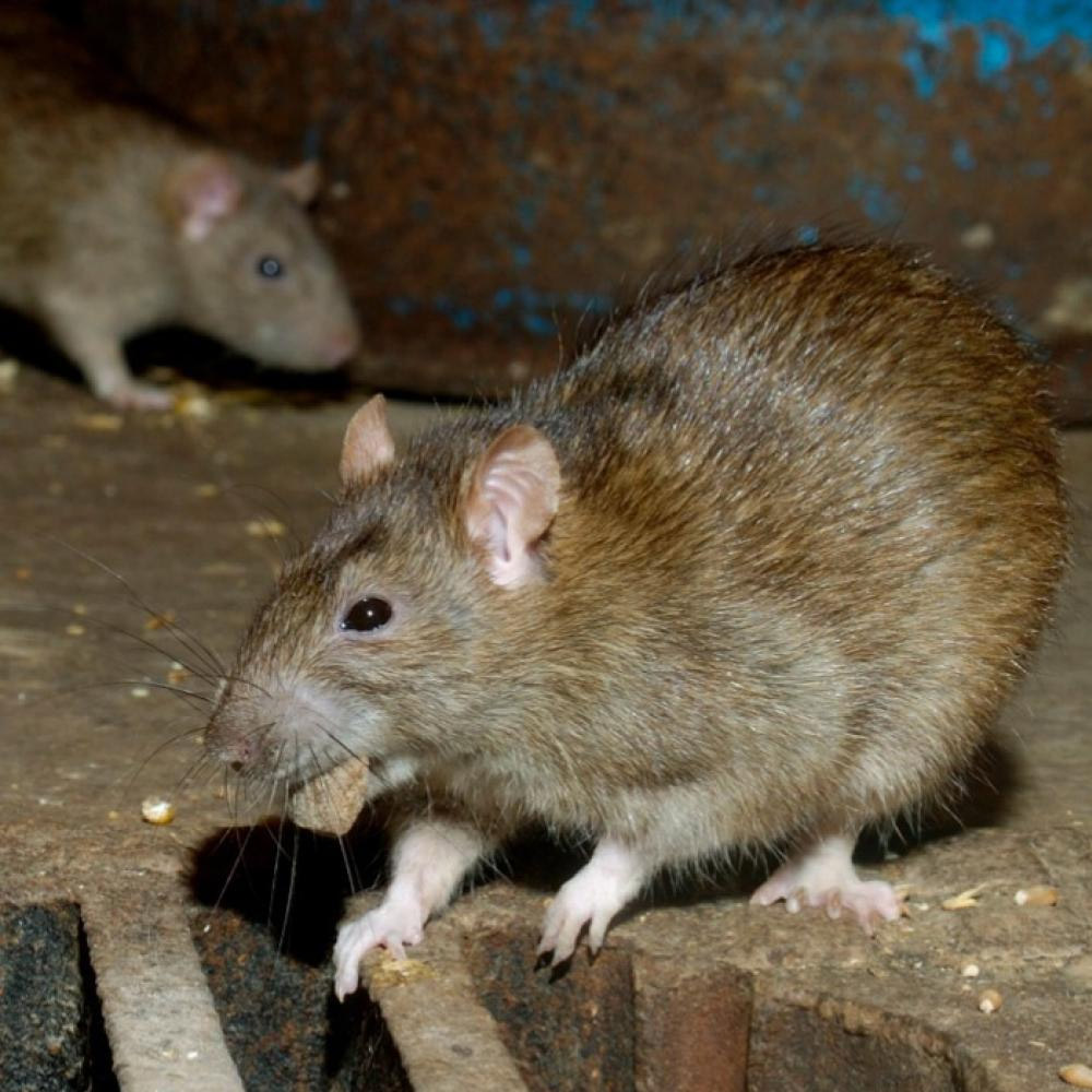 Dératisation, rats, souris et mulots à Aulnay sous Bois en Seine Saint Denis 93