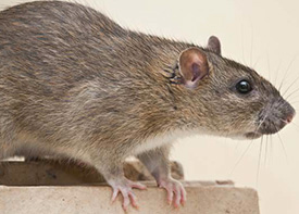 Traitement contre les rats à Dératisation à Argenteuil dans le Val d'Oise 95