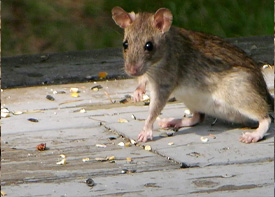Traitement contre les rats à Bobigny en Seine Saint Denis 93