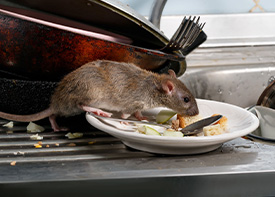 Traitement contre les rats à L'Île-Saint-Denis en Seine Saint Denis 93
