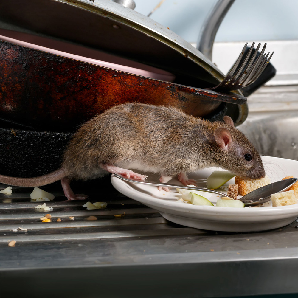 Dératisation, rats, souris et mulots à La Courneuve en Seine Saint Denis 93