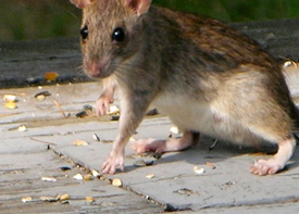Traitement contre les rats à Dératisation à Livry-Gargan en Seine Saint Denis 93