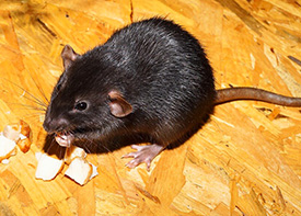 Traitement contre les rats à Lucé en Eure-et-Loir 28