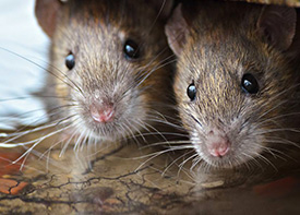 Traitement contre les rats à Meaux en Seine et Marne 77
