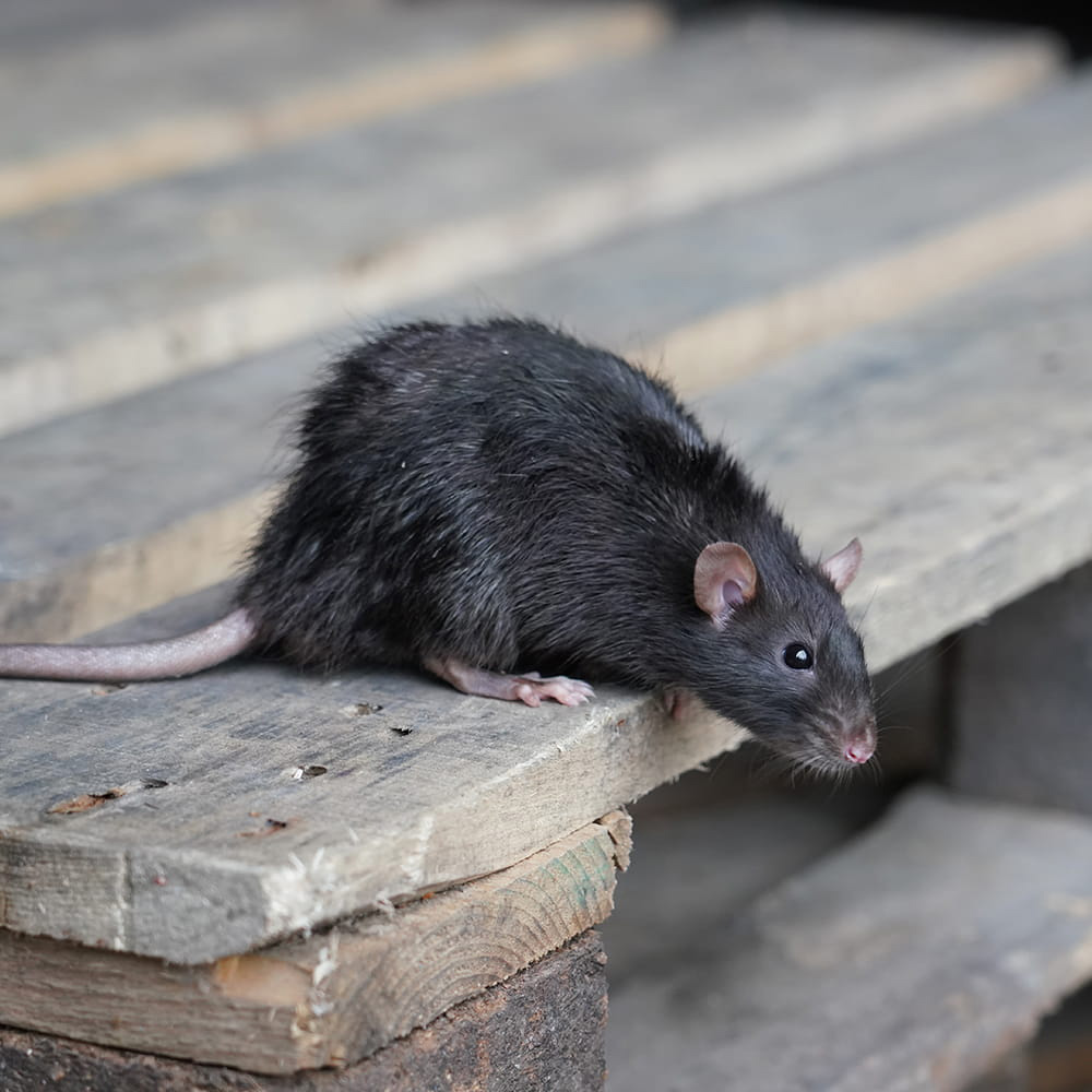Dératisation, rats, souris et mulots à Neuilly-Plaisance en Seine Saint Denis 93