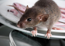Traitement contre les rats à Neuilly-sur-Marne en Seine Saint Denis 93