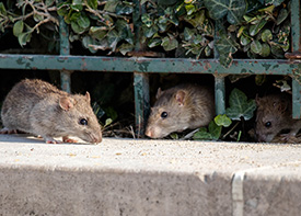 Traitement contre les rats à Pantin en Seine Saint Denis 93