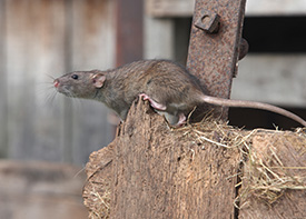 Traitement contre les rats à Rosny-sous-Bois en Seine Saint Denis 93