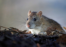 Traitement contre les rats à Saint-Ouen-sur-Seine en Seine Saint Denis 93