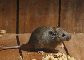 Traitement contre les rats à Tremblay-en-France en Seine Saint Denis 93