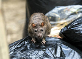 Traitement contre les rats à Villetaneuse en Seine Saint Denis 93