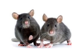 souris