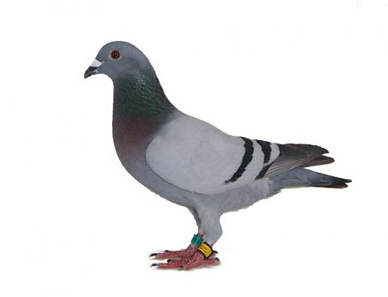 Dépigeonnisation